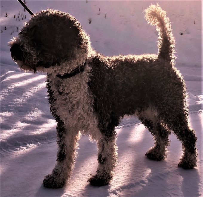 Perro Fiel's Dodo 